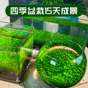 生态玻璃鱼缸水草种子桌面植物造景草盆客厅家用装饰水培真草套餐
