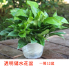 郑州自吸水绿萝盆栽办公室内桌面净化空气除甲醛，植物花卉吊兰