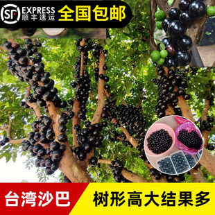 嘉宝果台湾沙巴嘉宝果树葡萄树苗8年树南北方种植13年老店