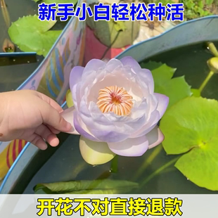 睡莲水培植物四季水养荷花，水莲花盆栽，花卉水池塘大睡莲根块带花苞