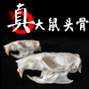 花枝鼠头部骨骼标本大白鼠仓鼠，动物头骨蛋白酶配饰装饰手工摆件