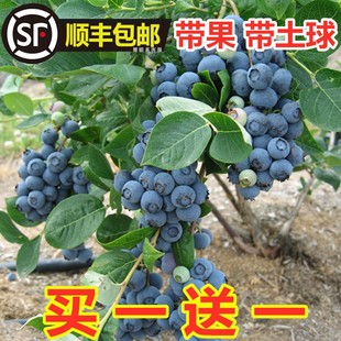 蓝莓树果苗带果蓝莓苗，盆栽南北方种植兔眼特大阳台果树苗当年结果