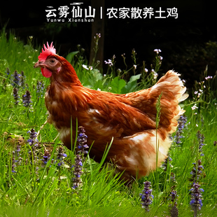 发四川农家散养土鸡1-2年老母鸡公鸡 农村乡下粮食鸡跑山鸡走地鸡