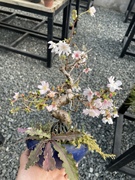 日本富士樱花盆景盆栽实物老桩爆皮十月樱花红花花果绿植阳台