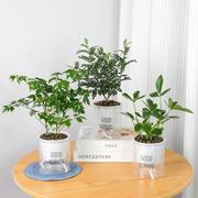绿植盆栽胡椒木，七叶莲小幸福树，好养活室内植物