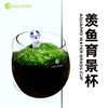 羡鱼AQUAPRO 育景杯缸内水晶玻璃水族箱创意种植盆景观杯水草种子
