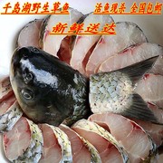 千岛湖正宗纯生态草鱼鲜活淡水鱼草黑青鱼活体10斤起拍江浙沪