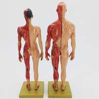 30cm绘画参考头骨模型半身像，医学艺用人体肌肉骨骼解剖结构美术l