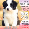 福建犬舍纯种，边牧幼犬黑白咖啡，金边陨石幼犬宠物狗边境牧羊犬