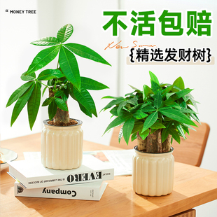 发财树小盆栽水培植物室内好养办公室桌面绿植招财树除吸甲醛禄植