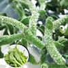 非洲冰菜种子 水晶冰草种子 有机栽培蔬菜种子盆栽菜园特菜保健菜