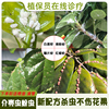花卉植物蚧壳虫专用药，介壳虫专用杀虫剂，幸福树杀虫药像棉花虫除虫