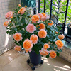 玫瑰花盆栽苗带花苞花卉观花绿植物庭院果汁阳台四季欧月季