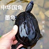 千年王八万年龟中华国龟放笙小乌龟活物墨龟花龟草龟长寿龟招财龟
