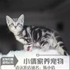 纯种美国短毛猫美短加白起司猫幼猫宠物猫银虎斑幼猫活体出售q