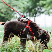 Touchdog它它狗狗牵引绳圆绳胸背项圈套装泡棉手柄攀岩系列狗链