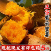 贵州紫云红薯新鲜地瓜，红心番薯小红薯板栗，番薯小香薯鲜生山芋5斤