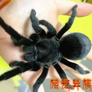 巴西黑丝绒蜘蛛活体宠物蜘蛛，巴西黑蜘蛛，黑丝绒宠物蜘蛛爬宠异族