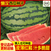 甜王西瓜种子超甜西瓜种籽巨型新疆懒汉特大冰糖，麒麟四季水果种孑