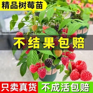 树莓苗覆盆子果树苗盆栽，地栽南北方种植草莓，苗当年结果红树莓树梅