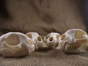 动物头骨标本骨骼漂白杀菌猫，头骨10年老野猫标本牙齿齐全