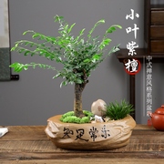 小叶紫檀盆景老桩树苗绿植盆栽室内办公桌面名贵花卉植物四季好养