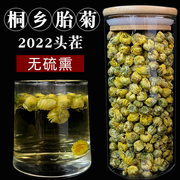 桐乡胎菊王头茬采摘正宗菊花，非特级非茶包杭白菊菊花茶