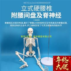 85cm人体骨骼模型透明胸骨人体解剖模型挂式骨骼附神经分椎间v