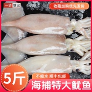 一袋惦记鱿鱼生鲜活冷冻新鲜超大鱿鱼尤鱼整只海捕水产海鲜5斤