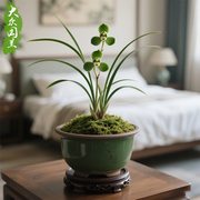 春兰新宋梅兰花苗浓香细叶名贵卧室盆栽花卉植物室内兰草国兰