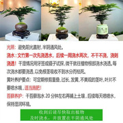 文竹盆景植物大文竹苗，盆景造型室内水培，文竹文竹绿植懒人客厅摆件