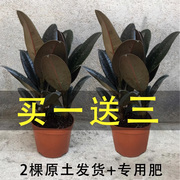 黑金刚橡皮树盆栽花叶，净化空气室内客厅，办公室防辐射四季造型绿植