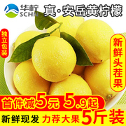 安岳黄柠檬(黄柠檬)新鲜水果，皮薄多汁一二级非青香水，鲜柠檬果5斤酸爽