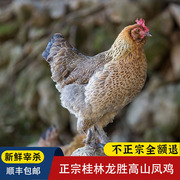 广西龙胜正宗土鸡农家散养老母鸡，凤鸡月子鸡走地草鸡，新鲜现杀整只
