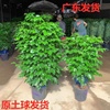 幸福树盆栽大型绿植单杆造型绿宝平安树室内吸甲醛办公室客厅植物