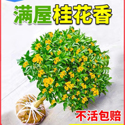 桂花树苗四季桂盆栽八月桂花苗金桂丹桂开花浓香花卉阳台庭院植物