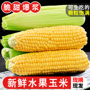 云南水果玉米广西10斤装新鲜生吃甜嫩玉米棒子粘糯苞谷蔬菜5