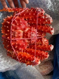 帝王蟹熟冻鲜活海鲜水产皇帝蟹长脚蟹超特大螃蟹0.6kg-1.6kg 一个