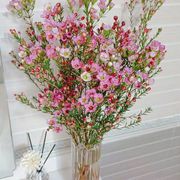 澳洲腊梅鲜花云南基地直发鲜切花，水养培植物，室内红色春节年宵花卉