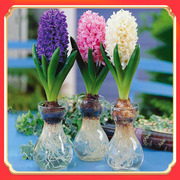 荷兰风信子种球四季耐寒易活花卉盆栽水培土培套装室内外桌面盆栽