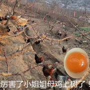 北京平谷农家柴鸡蛋新鲜草，鸡蛋农家散养土鸡蛋40枚