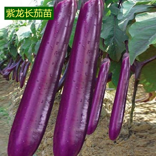 紫茄子苗秧苗老品种种籽广东，本地四季带土糯米树茄青肉皮红黑大杭