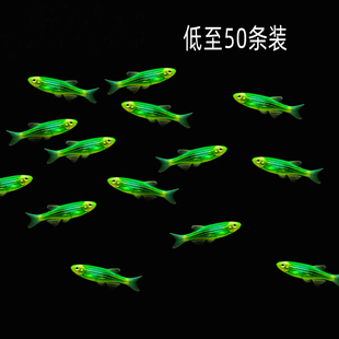 水族宠物翠绿斑马鱼活物热带淡水冷水观赏鱼草缸上层群游耐寒包活