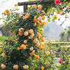海蒂的花园黄金庆典爬藤月季欧月攀援有香味包子型花量大多季开花