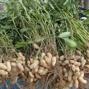 山东农家新鲜自种自产新产大颗粒，粉皮干花生米500克