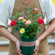多色玫瑰花盆栽室内阳台室外庭院四季开花植物花卉月季带花苞大苗