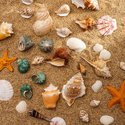 天然贝壳海螺珊瑚鱼缸，装饰品拍摄道具工艺品，微景观地中海海星摆件