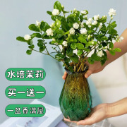 水培茉莉花鲜花盆栽室内水养植物，室内绿植花卉桌面好养易活浓香花