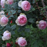 粉色龙沙宝石 藤本月季扦插花苗 庭院盆栽花卉欧月蔷薇苗