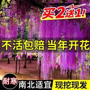 紫藤萝爬藤植物阳台庭院围墙四季盆栽绿植紫藤树苗攀援紫藤花卉苗